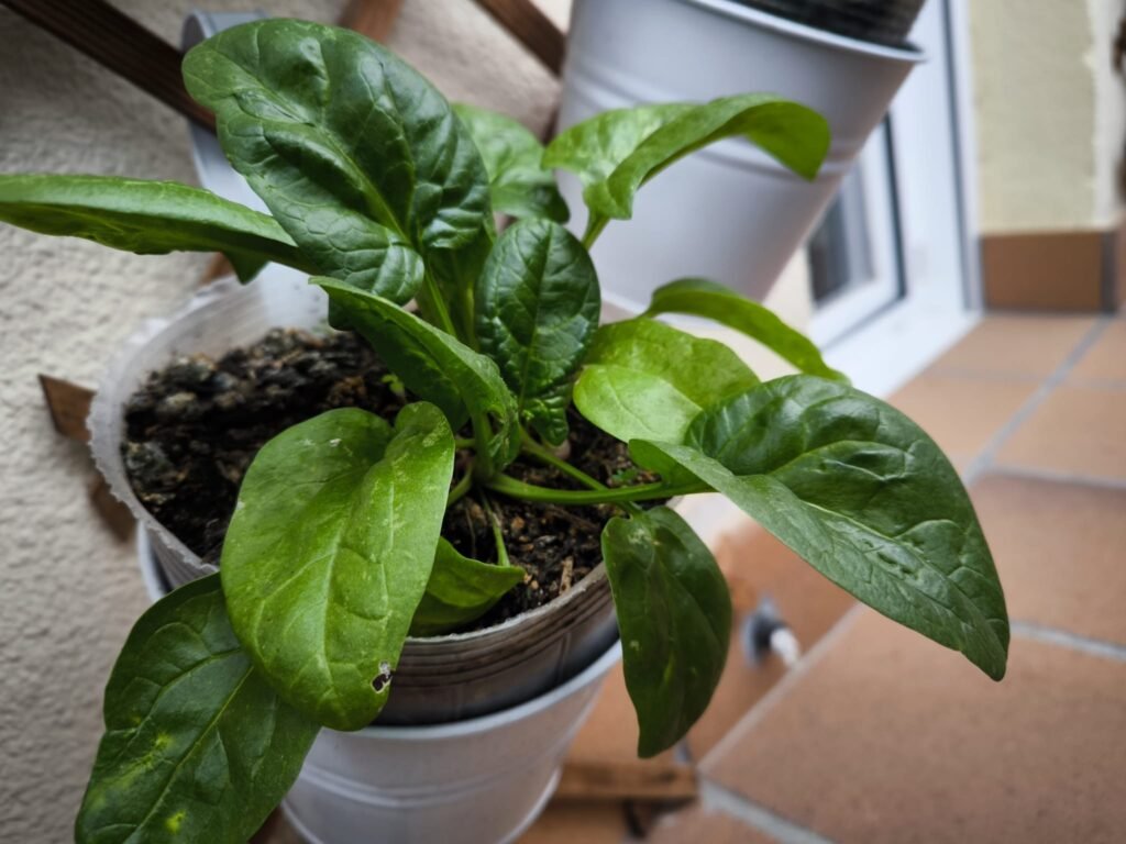 Cómo Cultivar Espinaca en Casa y Obtener una Cosecha Abundante 🥬 19 plantar espinaca