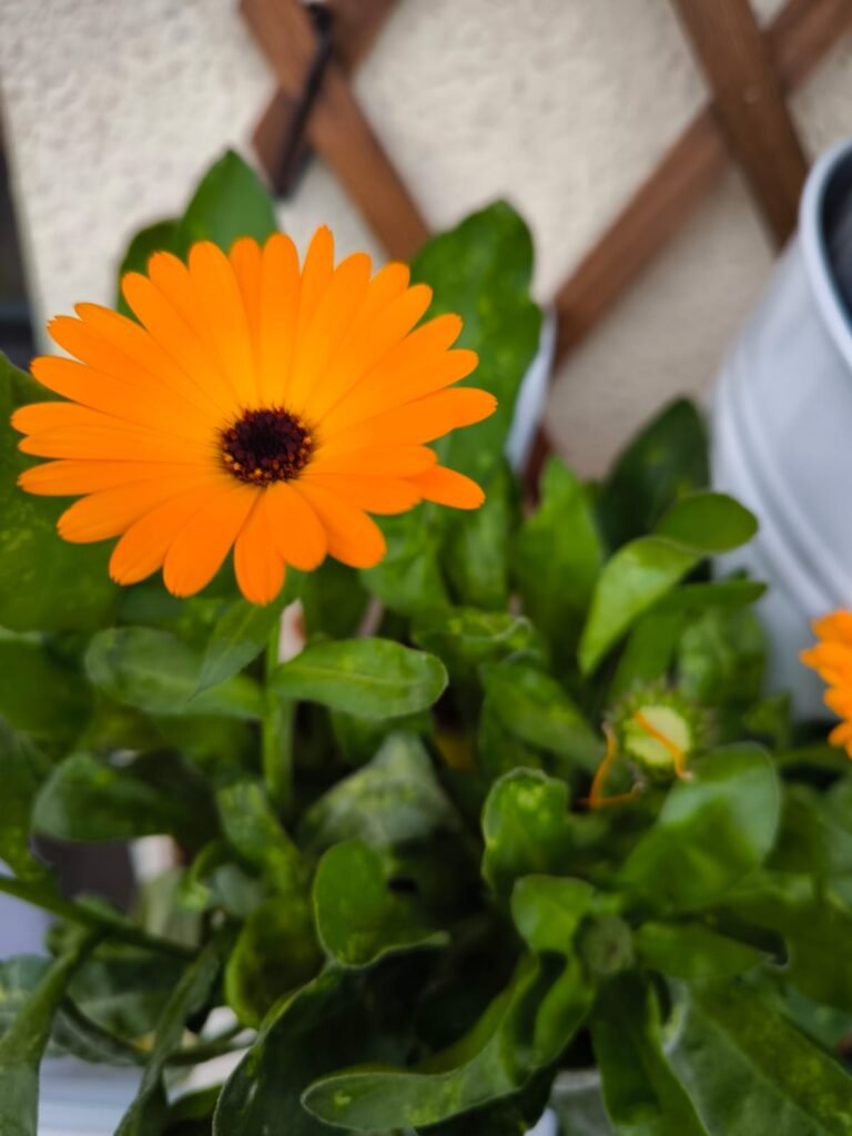 cultivo caléndula huerto urbano trasplantada