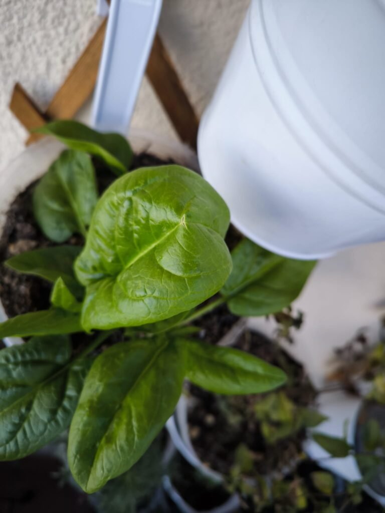 Cómo Cultivar Espinaca en Casa y Obtener una Cosecha Abundante 🥬 29 plantar espinaca