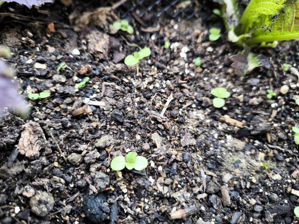 Cómo Plantar Canónigos en Casa 🌿 Guía Completa 12 plantar canónigos