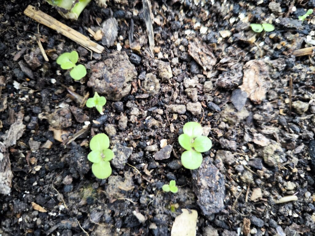 Cómo Plantar Canónigos en Casa 🌿 Guía Completa 19 plantar canónigos