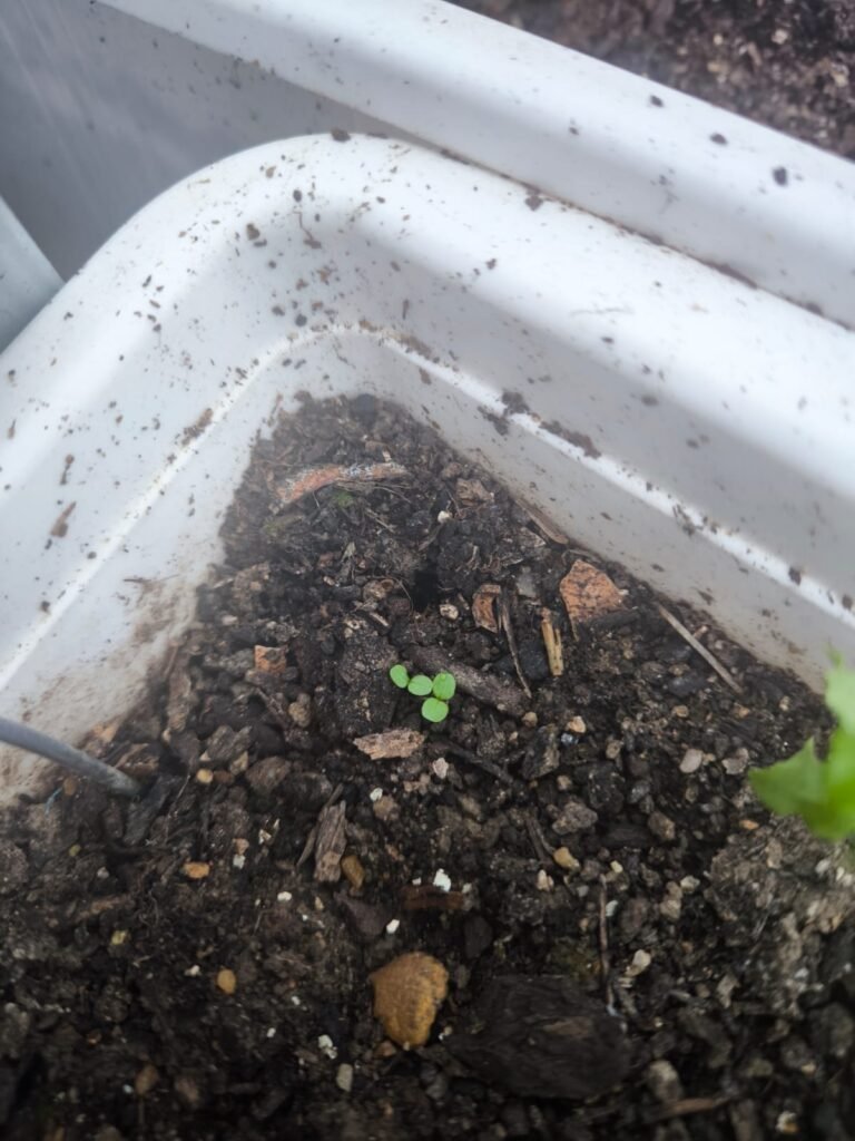 Cómo Plantar Canónigos en Casa 🌿 Guía Completa 23 germinación de canónigos