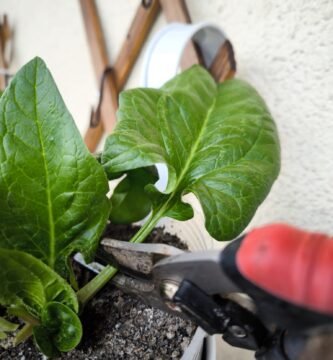 hoja cosechada espinaca