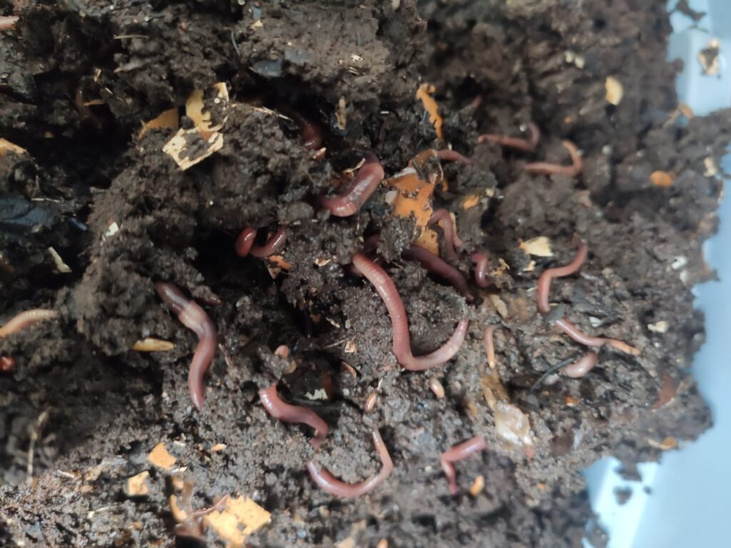 humus de lombriz cultivo mini huerto