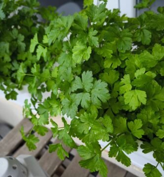 qué cultivo plantar en mesa de cultivo