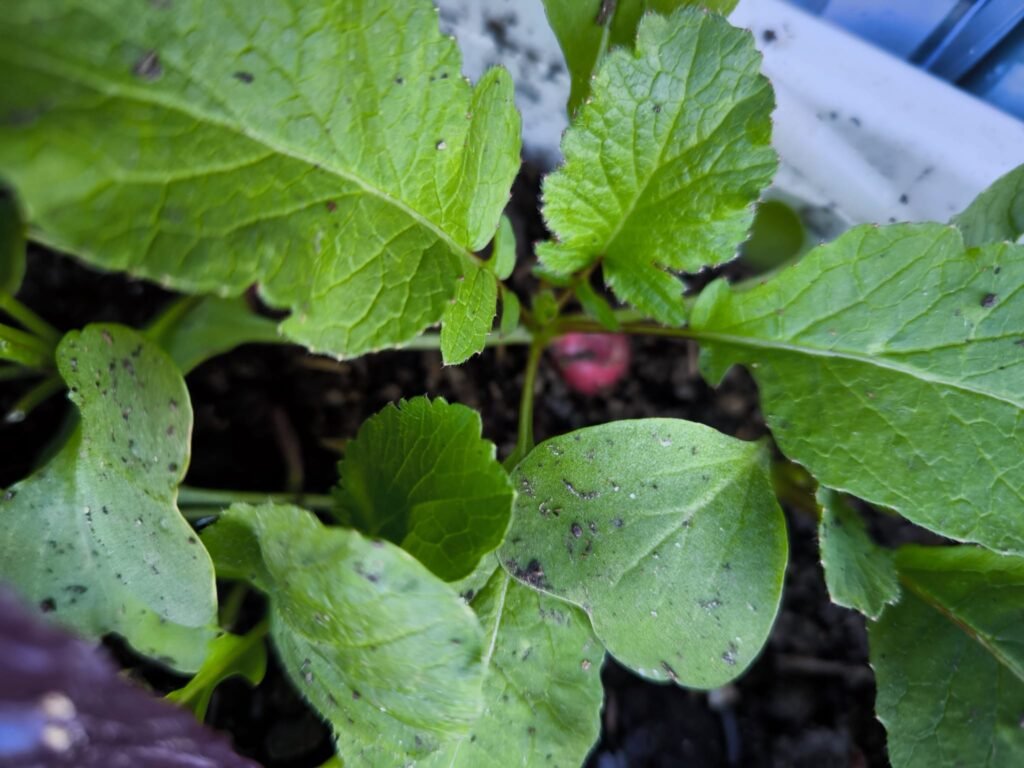 Plantar Rabanitos en Casa 🌿 Guía Completa para un Huerto Urbano Exitoso 1 plantar rabanito