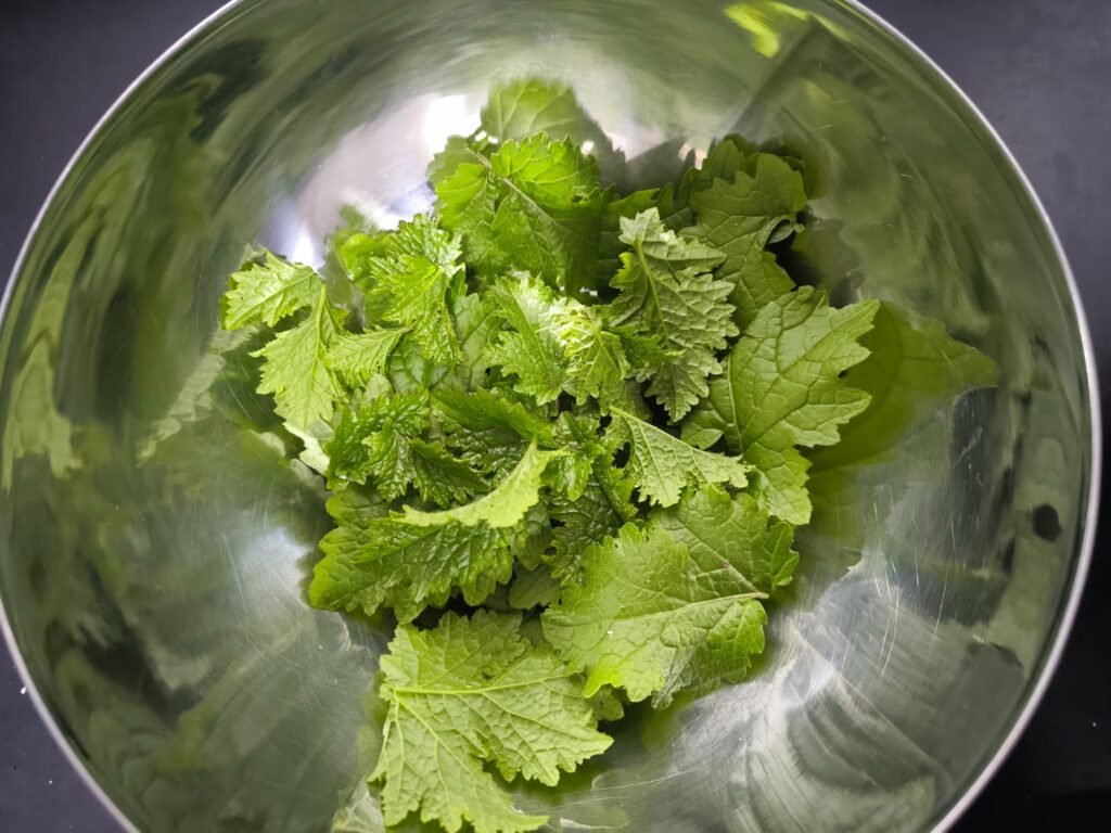 🥬 Receta de Ensalada de Hojas de Mostaza Blanca: de mi Huerto a la Mesa 🥬 22 cortar hojas de mostaza común