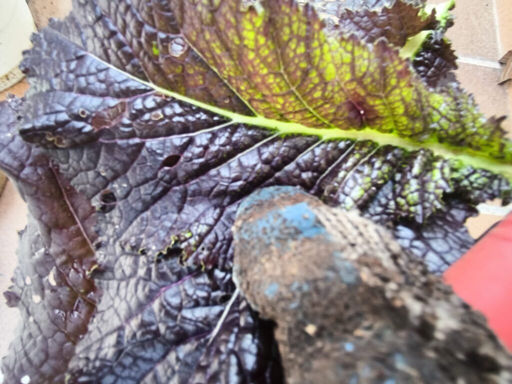 Cómo Cosechar hojas de Mostaza China en una mesa de cultivo 🍁 Ahorro Garantizado 🍁 20 cosechando mostaza india mesa de cultivo