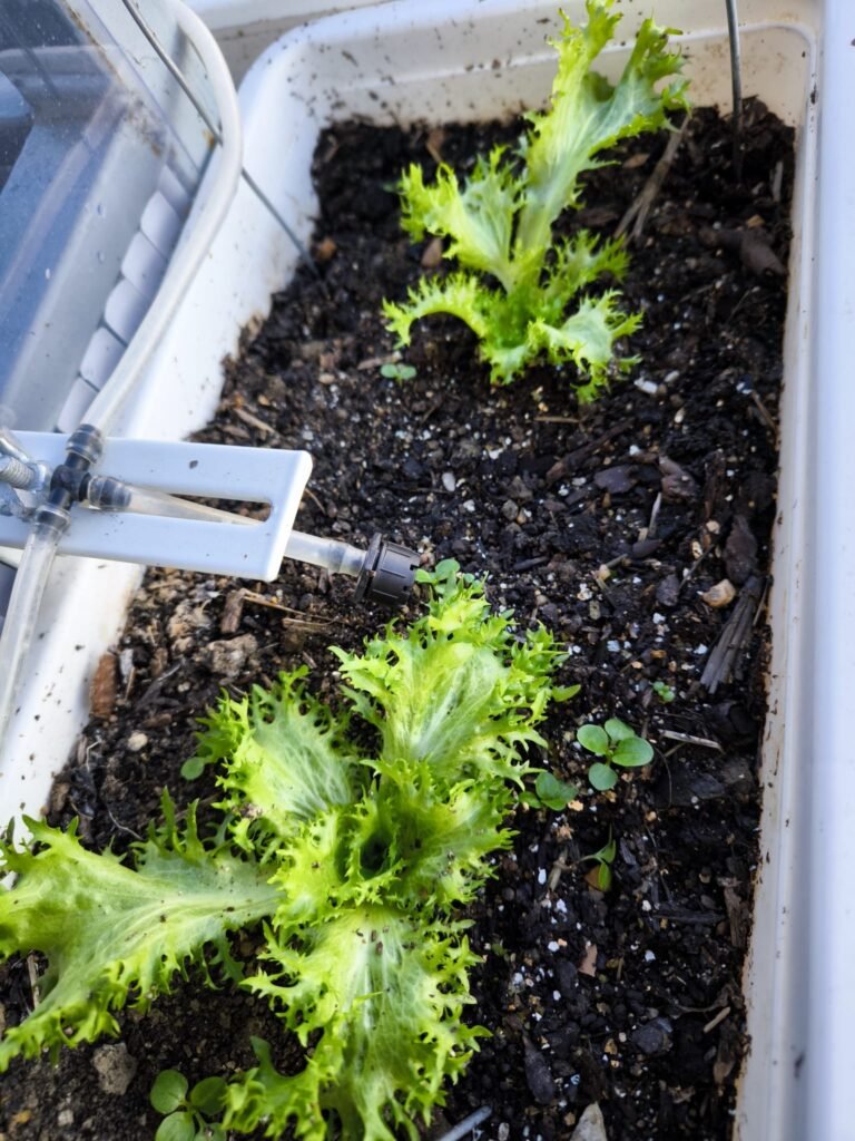 🥬 Tu Mesa de Cultivo en Otoño-Invierno 🥬 10 escarolas mesa de cultivo de invierno