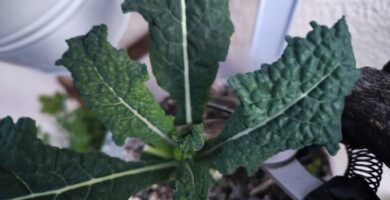 kale en maceta