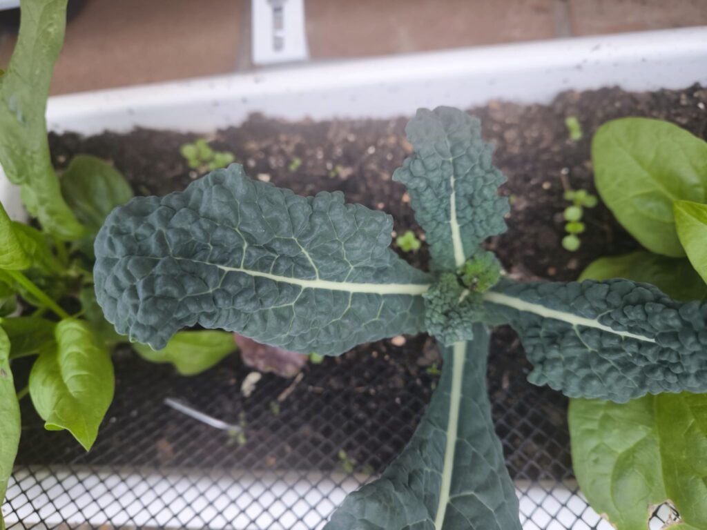 🥬 Tu Mesa de Cultivo en Otoño-Invierno 🥬 7 kale mesa de cultivo de invierno
