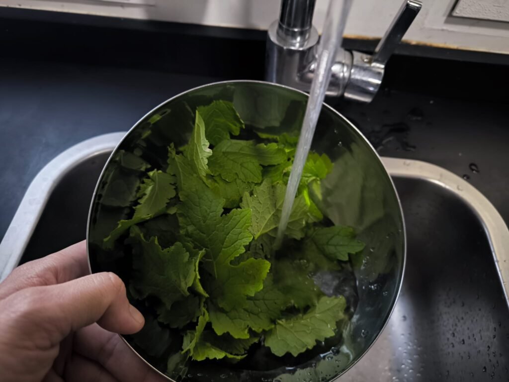 🥬 Receta de Ensalada de Hojas de Mostaza Blanca: de mi Huerto a la Mesa 🥬 14 lavar ensalada de hojas de mostaza común