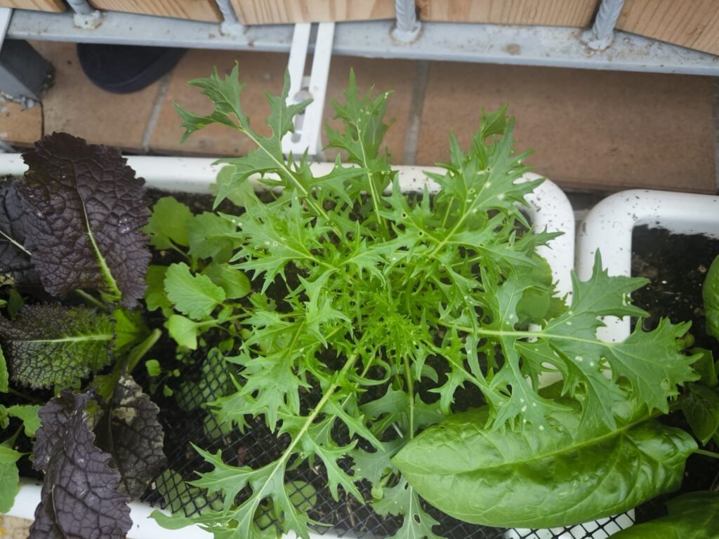🥬 Tu Mesa de Cultivo en Otoño-Invierno 🥬 8 mesa de cultivo para invierno