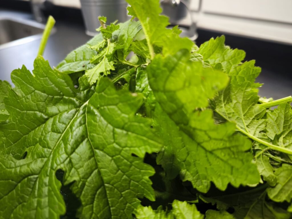 🥬 Receta de Ensalada de Hojas de Mostaza Blanca: de mi Huerto a la Mesa 🥬 11