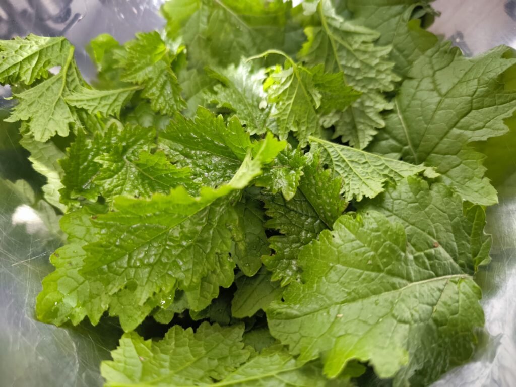 🥬 Receta de Ensalada de Hojas de Mostaza Blanca: de mi Huerto a la Mesa 🥬 10 preparar ensalada de hojas de mostaza blanca