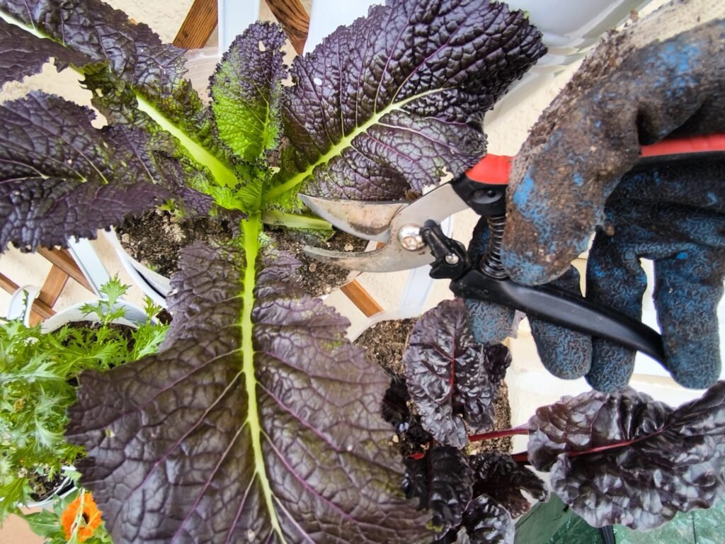 Cómo Cosechar hojas de Mostaza China en una mesa de cultivo 🍁 Ahorro Garantizado 🍁 15 recolección mostaza china huerto urbano
