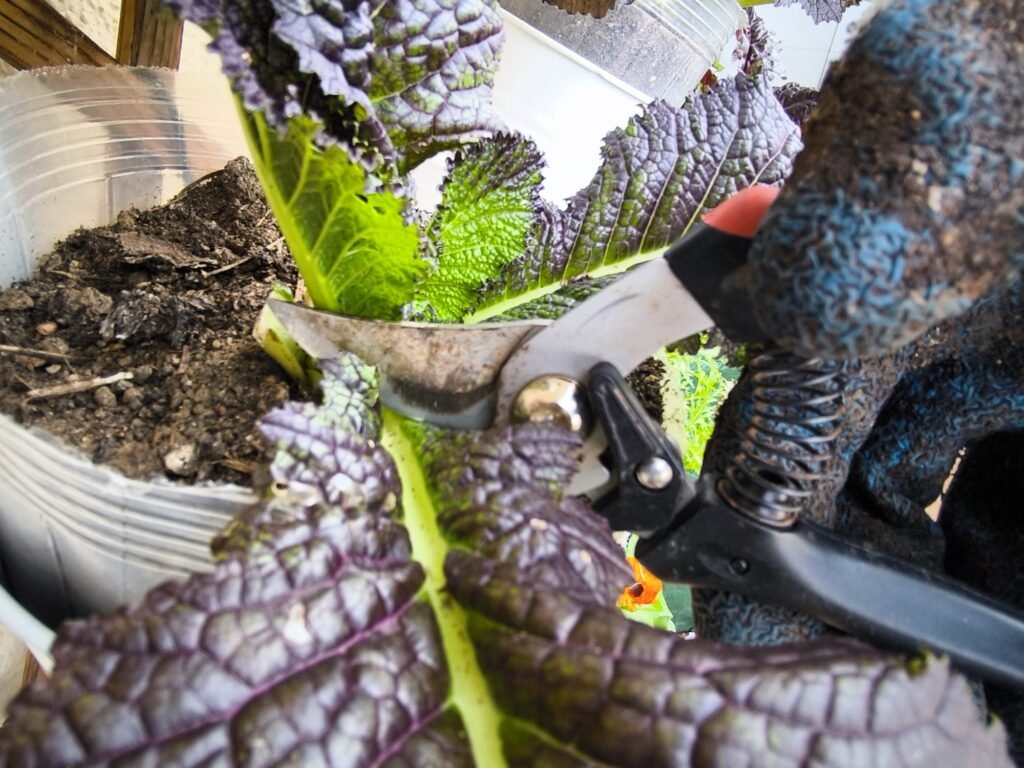 Cómo Cosechar hojas de Mostaza China en una mesa de cultivo 🍁 Ahorro Garantizado 🍁 14 recolección mostaza india mesa de cultivo