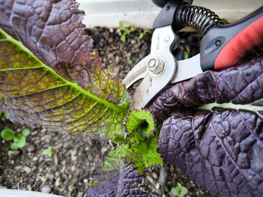 Cómo Cosechar hojas de Mostaza China en una mesa de cultivo 🍁 Ahorro Garantizado 🍁 16 recolectando mostaza china mesa de cultivo