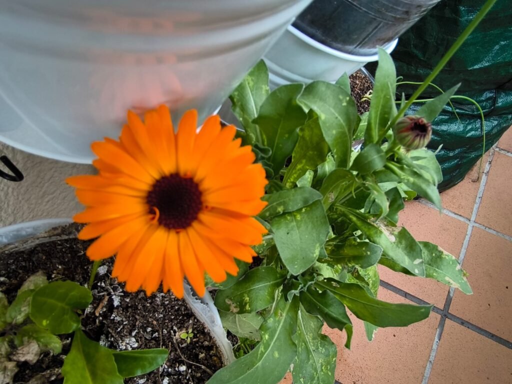 El cultivo más rápido