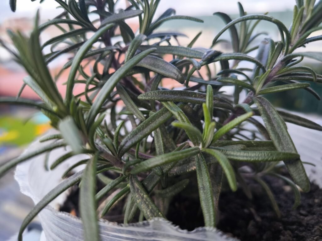 🌿 Calendario de Labores en el Huerto: Guía Completa para Todo el Año 🌿 20 calendario de huerto