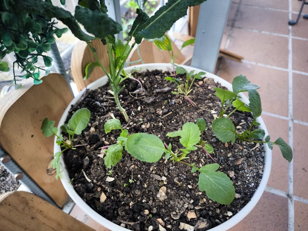 🧅 Qué plantar en enero en maceta en el hemisferio norte: Guía completa para tu huerto urbano y mesa de cultivo 17 calendario de siembra enero hemisferio norte en maceta