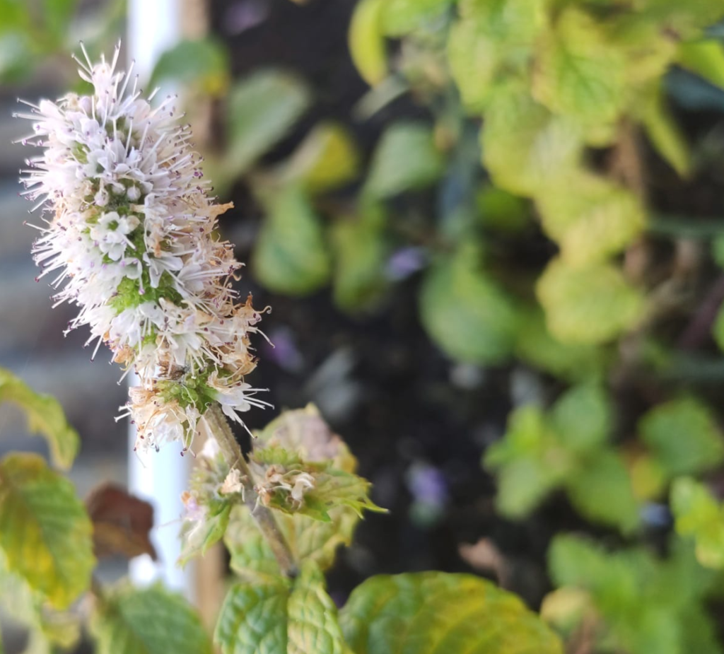 🌿 Calendario de Labores en el Huerto: Guía Completa para Todo el Año 🌿 17 calendario del huerto