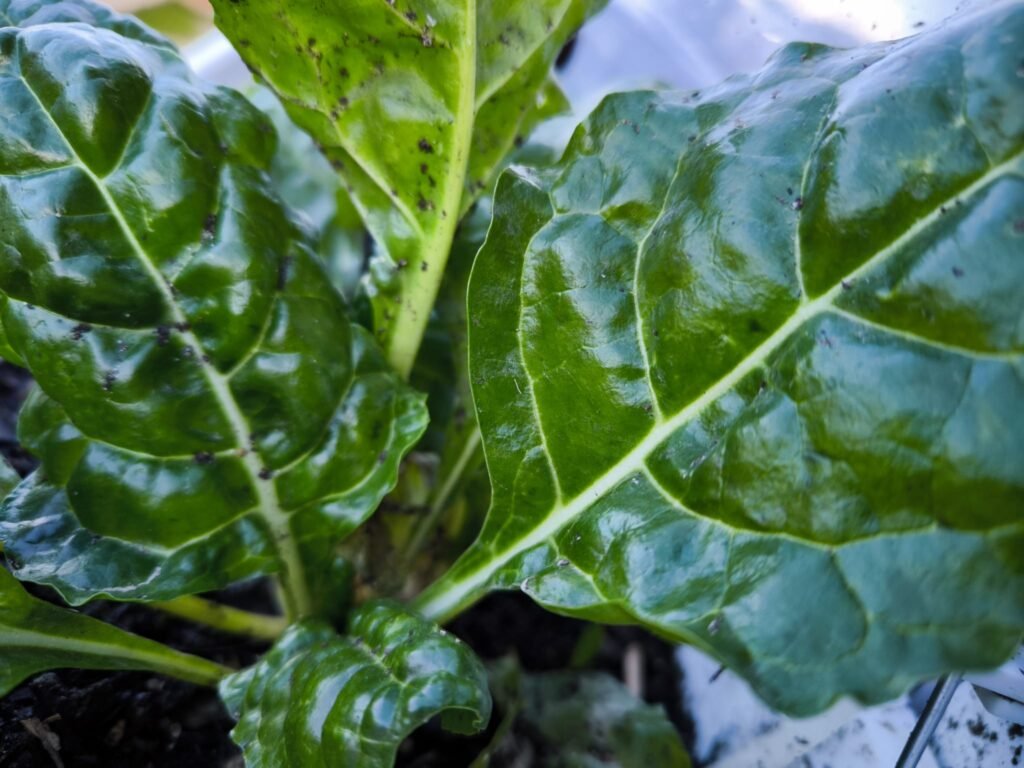 🧅 Qué plantar en enero en maceta en el hemisferio norte: Guía completa para tu huerto urbano y mesa de cultivo 12 calendario enero huerto urbano para macetas