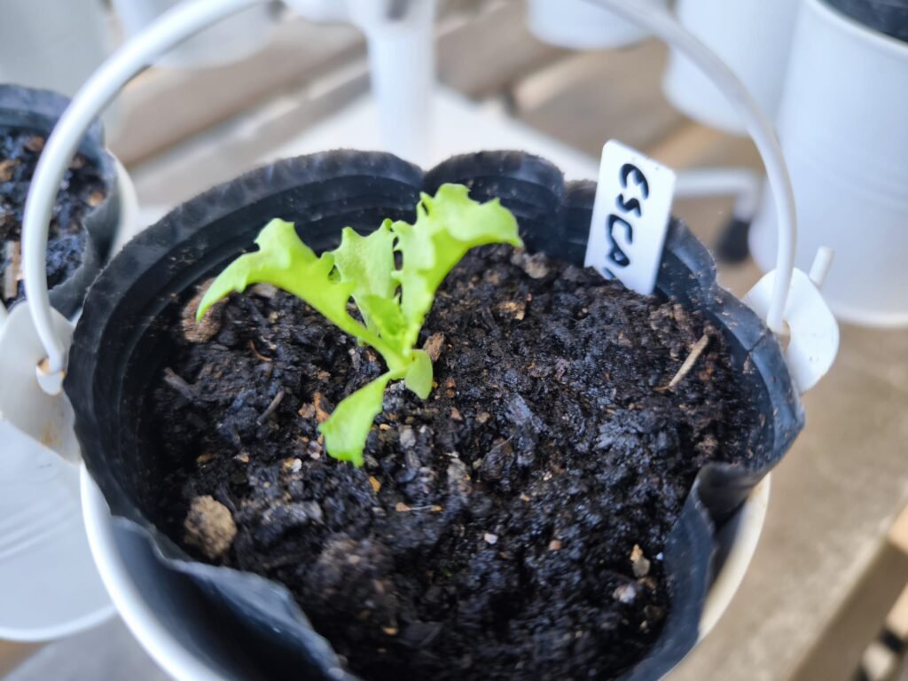 🌱 Qué plantar en marzo en maceta en el hemisferio norte: Guía completa para tu huerto urbano 16 calendario siembra marzo en maceta hemisferio norte