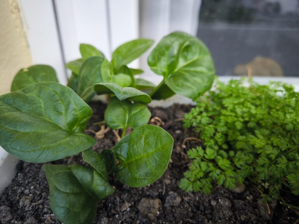 🌿 Calendario de Labores en el Huerto: Guía Completa para Todo el Año 🌿 23 calendario tareas de huerto