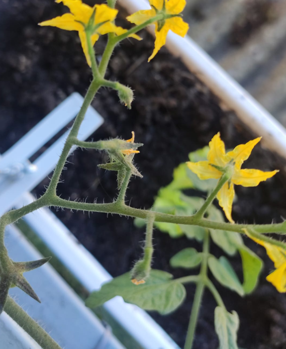 cómo cosechar tomate en casa