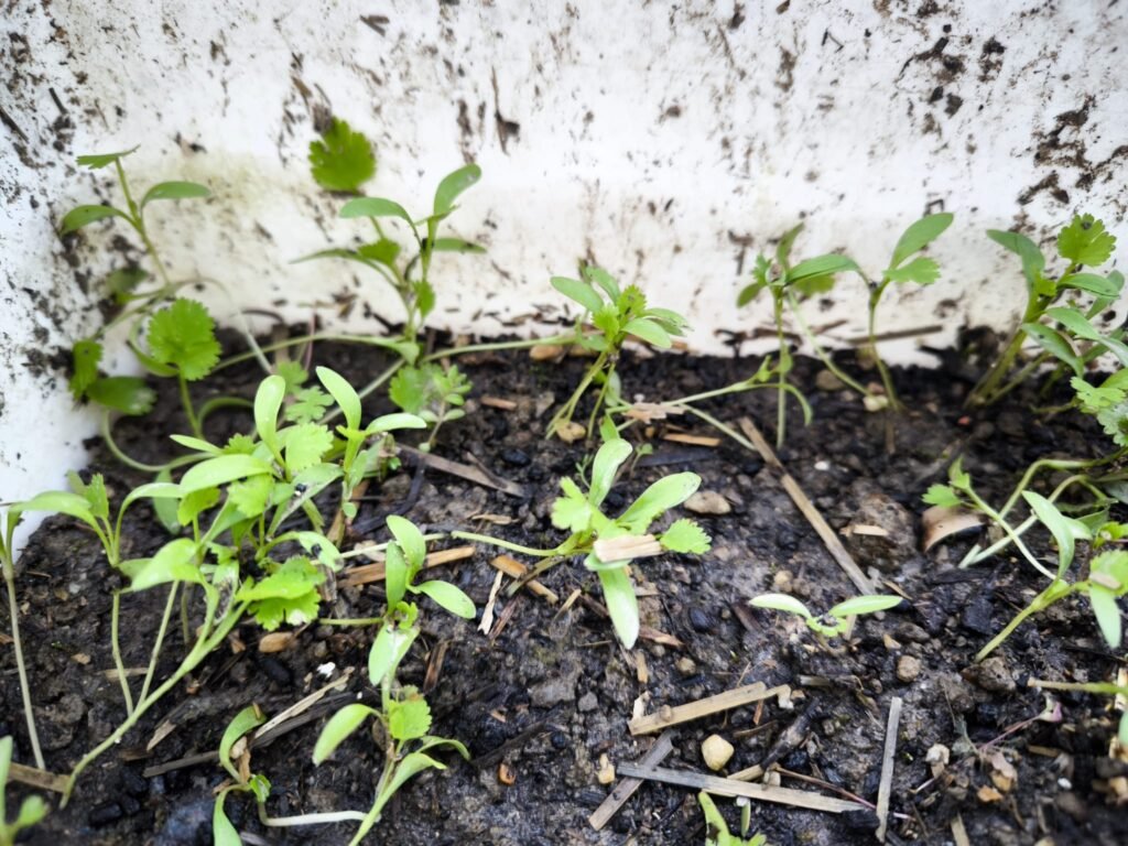 🪴 Cómo plantar cilantro en maceta y sus cuidados: tener hojas frescas todo el año 🪴 12 cómo cultivar cilantro en casa