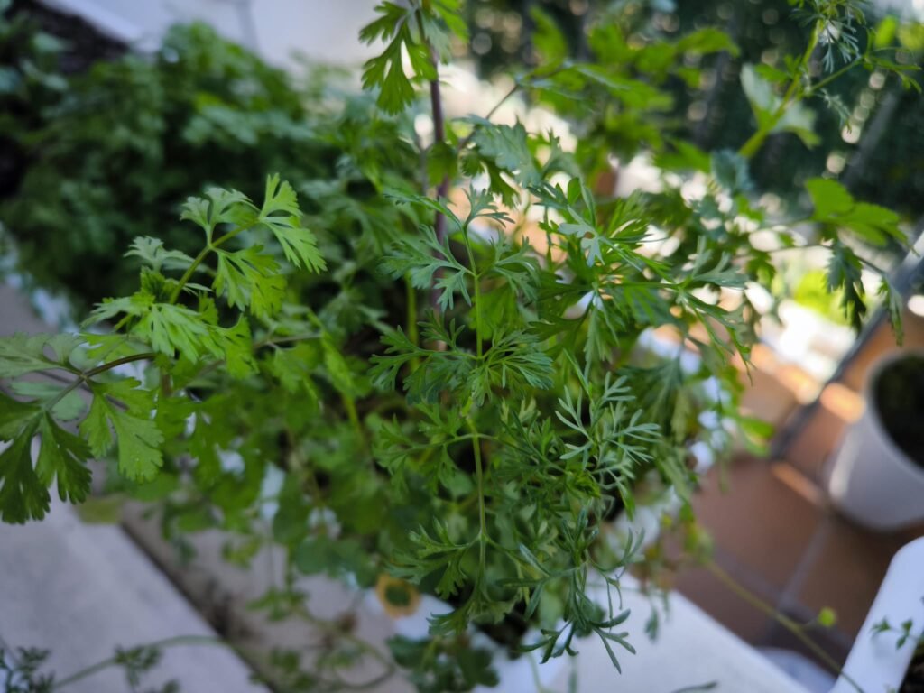 🪴 Cómo plantar cilantro en maceta y sus cuidados: tener hojas frescas todo el año 🪴 26 cómo cultivar cilantro en maceta