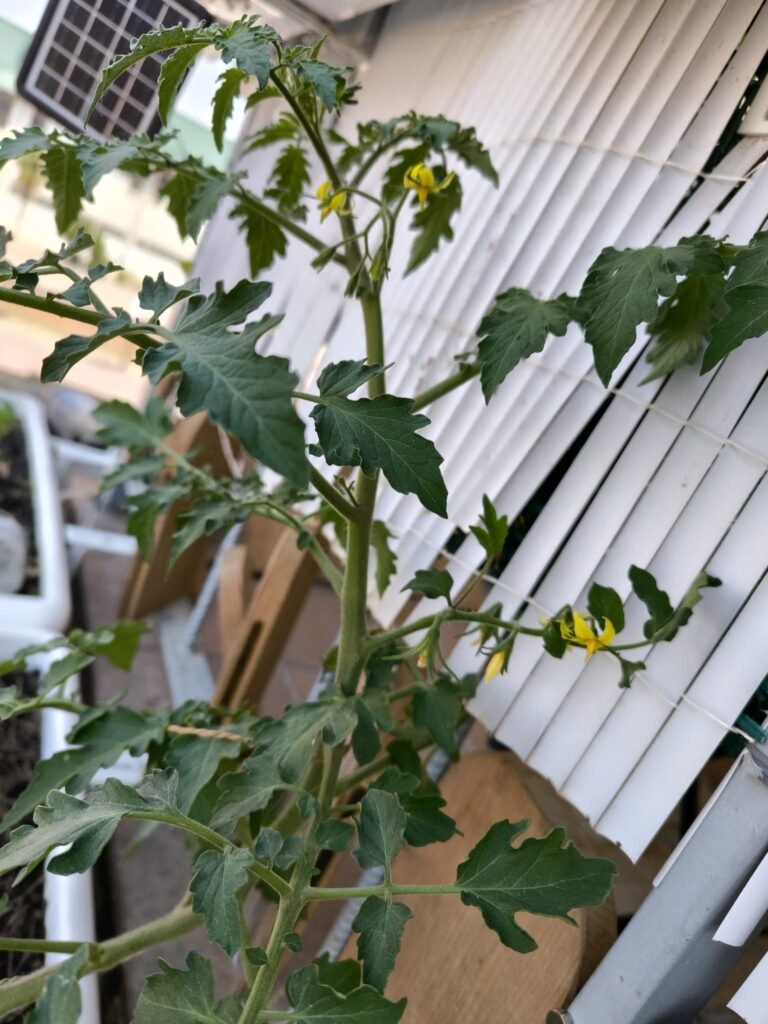 cómo plantar tomates en maceta