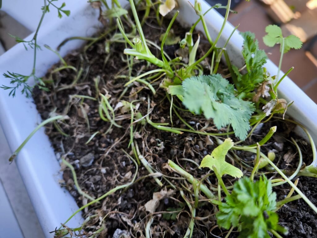 🪴 Cómo plantar cilantro en maceta y sus cuidados: tener hojas frescas todo el año 🪴 23 como sembrar cilantro en casa