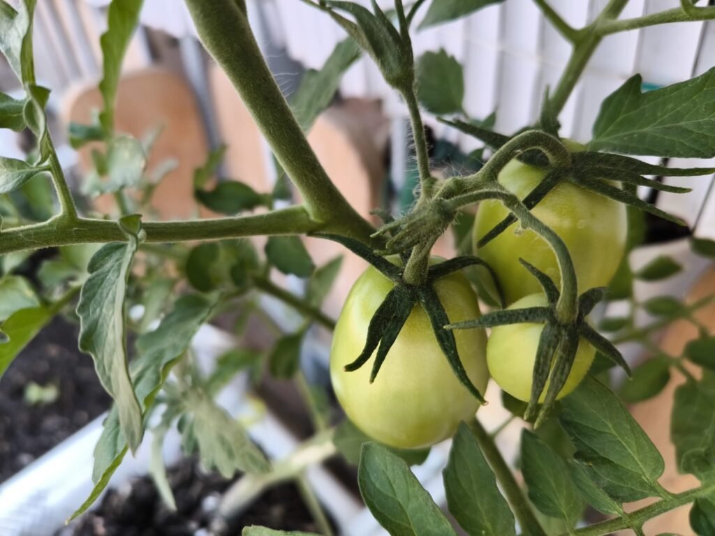 cómo sembrar tomates en maceta