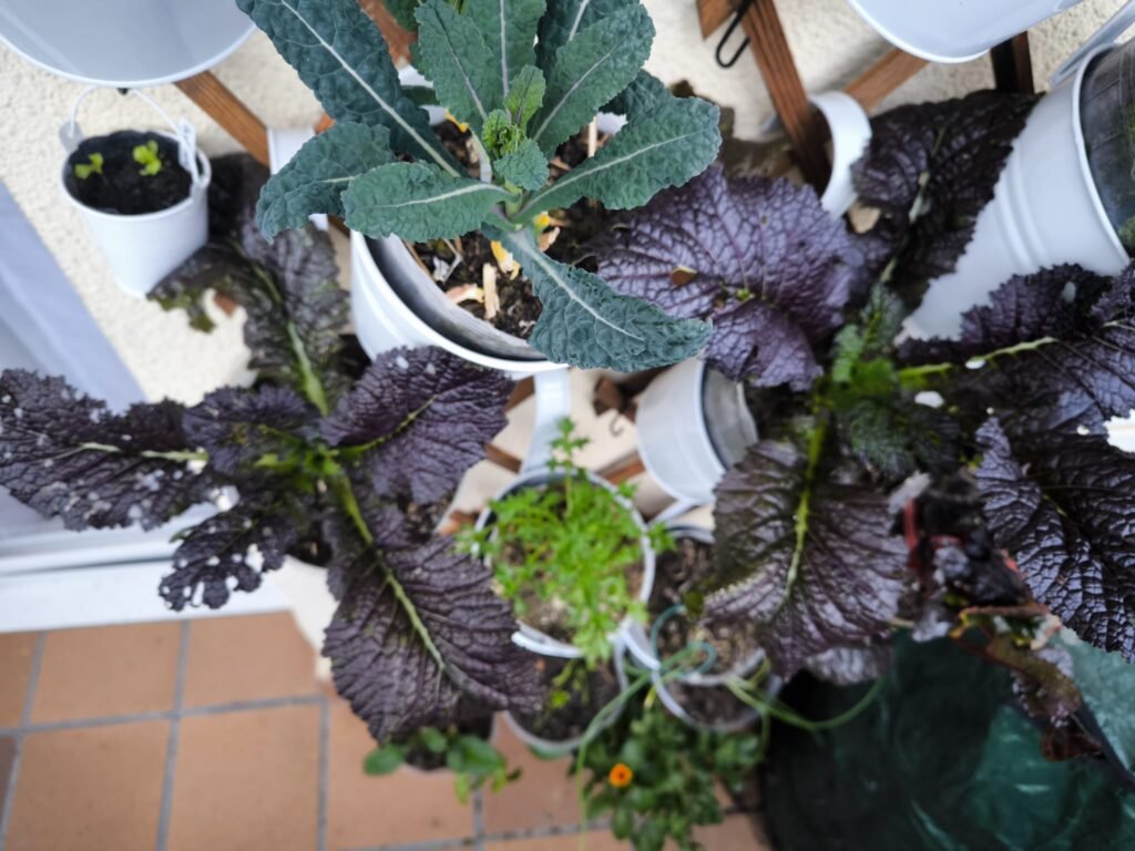 🍁 Cómo Cultivar Mostaza China: Guía Completa para un Huerto Exitoso 🏡 16 cultivar mostaza roja en huerto urbano
