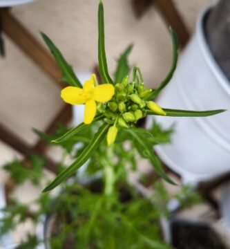 cultivar mizuna