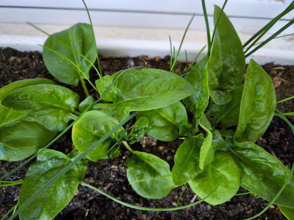 cultivo a cuadros