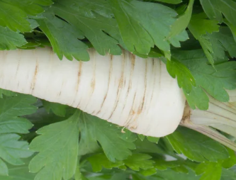 cultivo de raíz de perejil