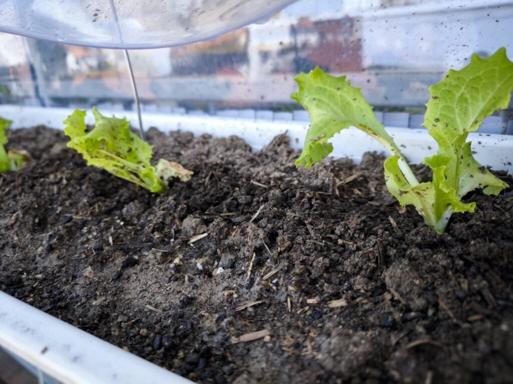 cultivo más rentable