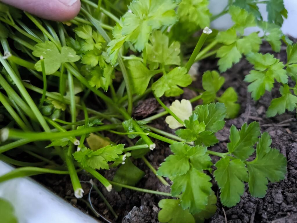 cultivo raíz de perejil