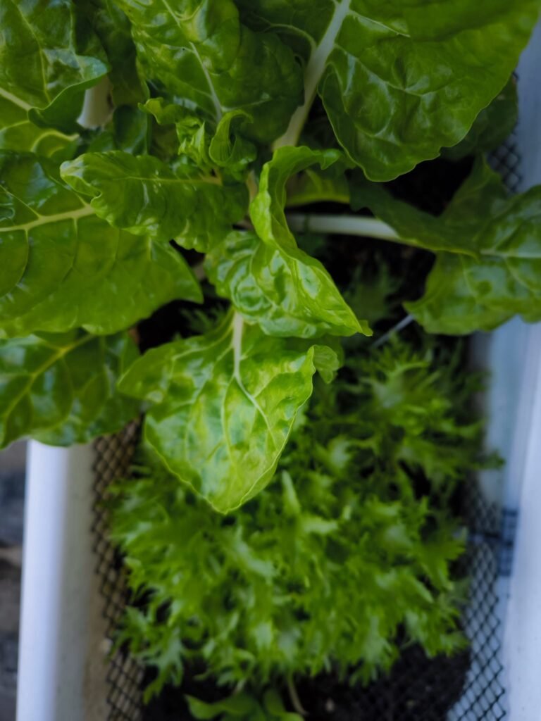 cultivo rápido y rentable