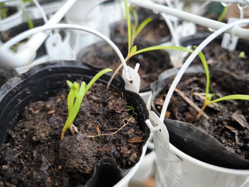 Cómo Tener un Huerto en Casa ☀️ Guía Completa para Cultivar en Casa 21 cultivos en casa semilleros