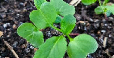 Cultivos Rápidos: Cómo Obtener Cosechas en Tiempo Récord 🌱 6 cultivos rápidos en casa