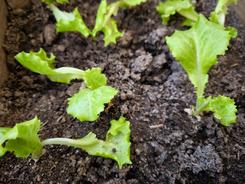 cultivos rentables en poco terreno