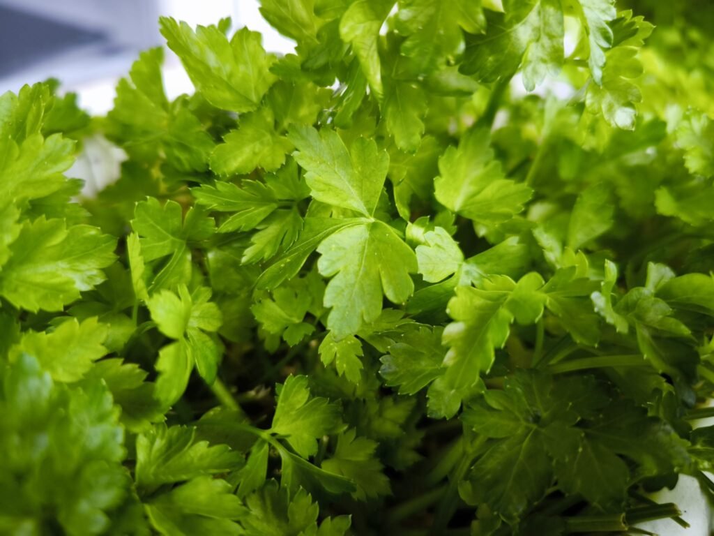 el cultivo de la raíz de perejil