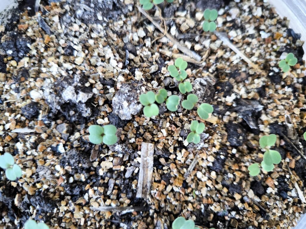 foot garden