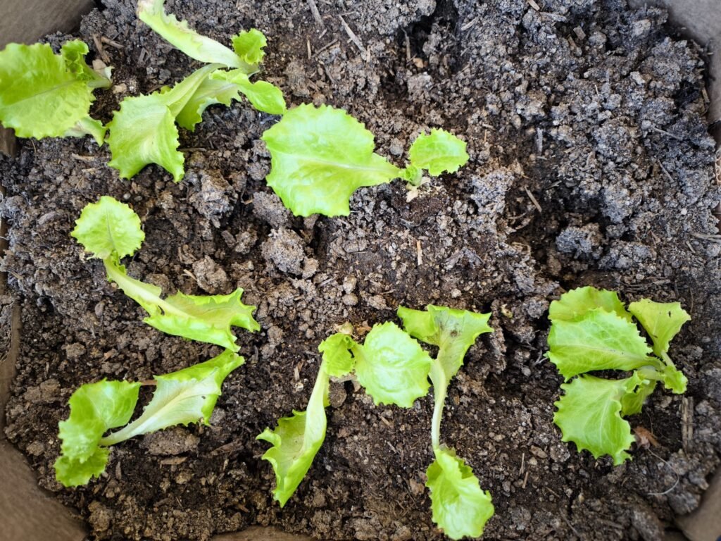 huerta a cuadros