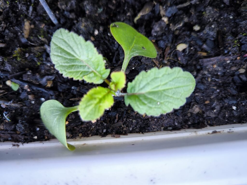 Cómo Tener un Huerto en Casa ☀️ Guía Completa para Cultivar en Casa 19 huerta en casa