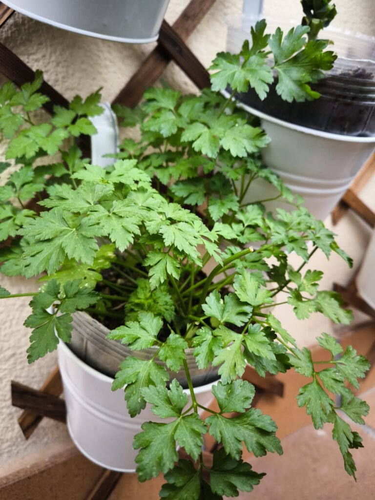 🥬Tu Mesa de Cultivo en Primavera Verano 28 huerta primavera verano